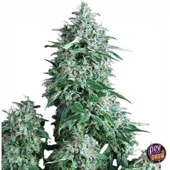 Семена Auto Anubis –...