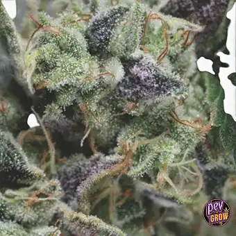 Llavors Auto Gorilla –...