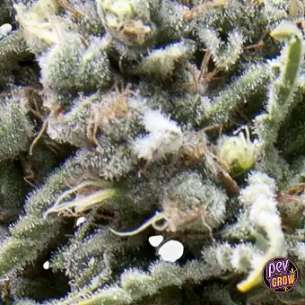 Σπόροι Auto White Widow –...