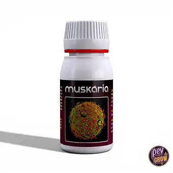 Muskaria Agrobacterias-tól:...