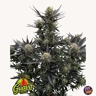 Nasiona Guava Auto RF3 –...