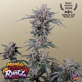 Mango Cherry Runtz Auto...