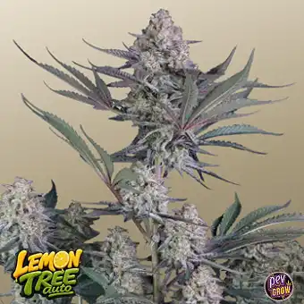 Lemon Tree Auto-frön – 420...