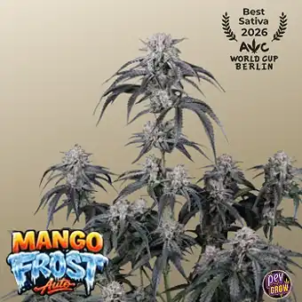 Llavors Mango Frost Auto –...