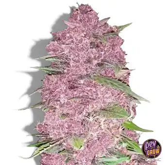 Purple Lemonade Auto-frø –...