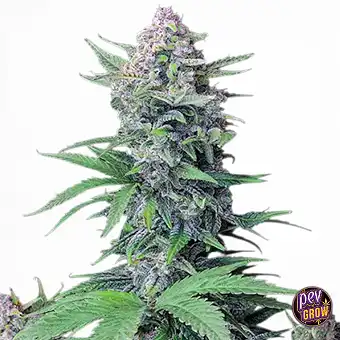 Tropicana Cookies Auto-frø...