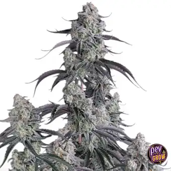 Semena Pineapple OG Auto –...