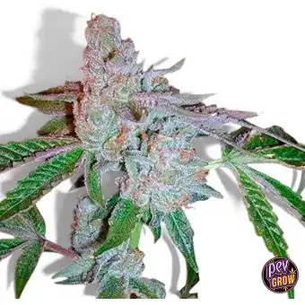 Tahoe OG Kush-feminiserade...