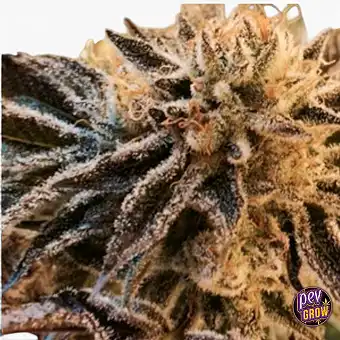 Sementes Corleone Kush –...