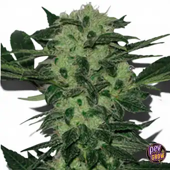 Original Sour Diesel Magvak...