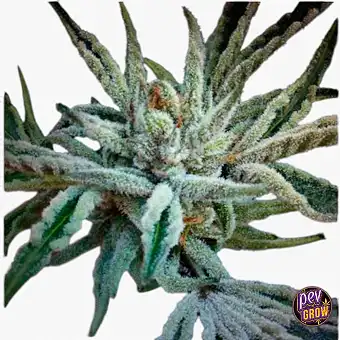 Buddha Tahoe OG Kush...