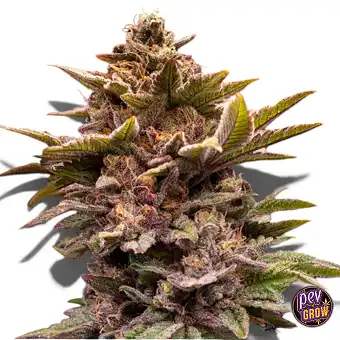 Семена Pure Lemon Cherry...