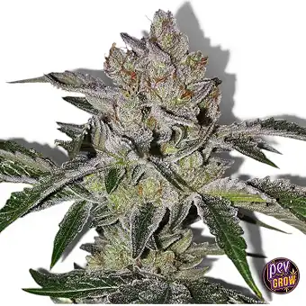 Mon Cherry 710 Limited Pack...