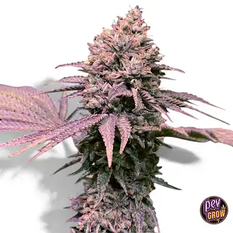 London Mint Cake 710...