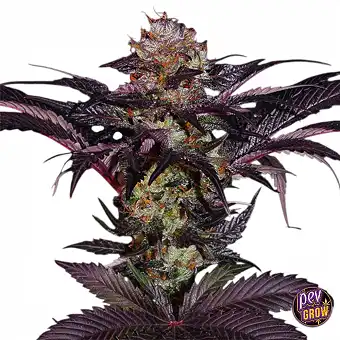 Фемінізовані насіння French...
