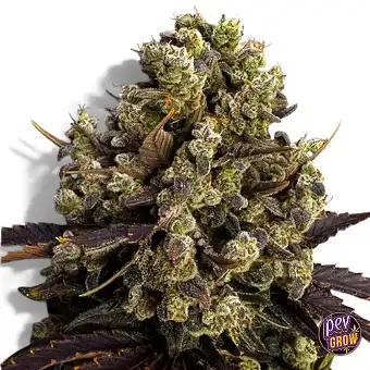 BubbleDawg Semi...
