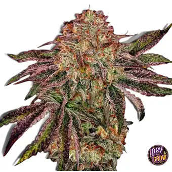 BubbleGummiez...