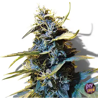 Auto Northern Hog · TH...