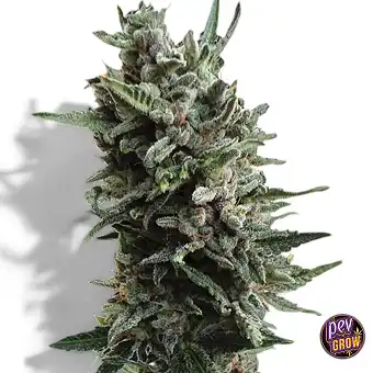Auto Critical Hog...