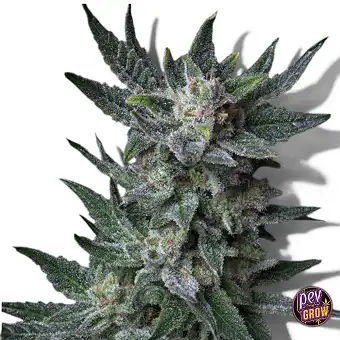 Semillas Auto Bubblegum –...