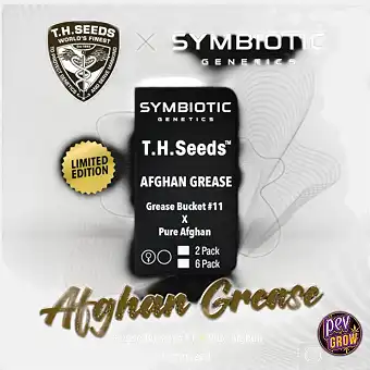 Afghan Grease Feminiserade...