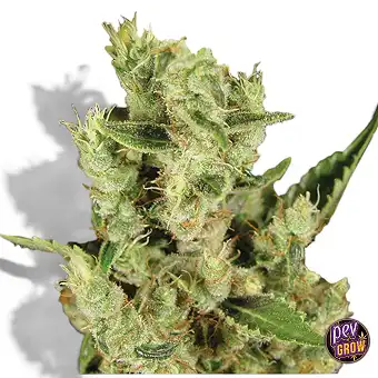 Amnesia Haze Gefeminiseerde...