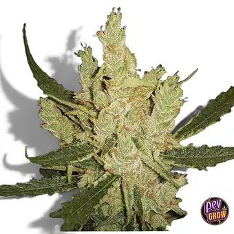 Amnesia Regularen Seedak –...