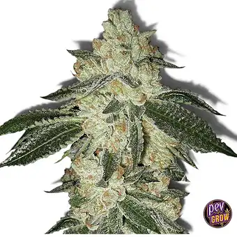 Graines Aurora Indica Auto...