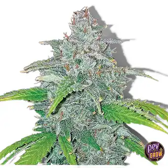 Blue Dream Auto Zaden –...
