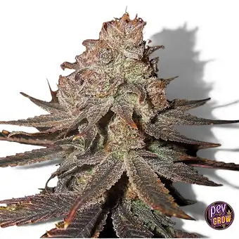 Graines de Blueberry...