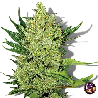 Seme avto cvetočega Big Bud...