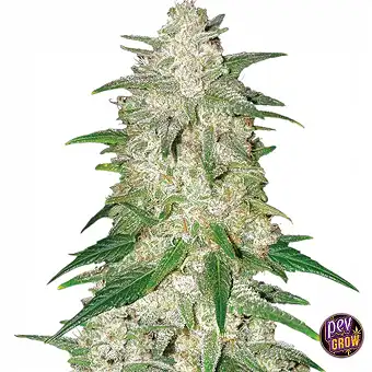 Auto Gelato Samen – Nirvana...