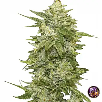 Auto GG-48-frø – Nirvana...