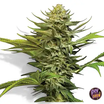 Auto Girl Scout Cookies...