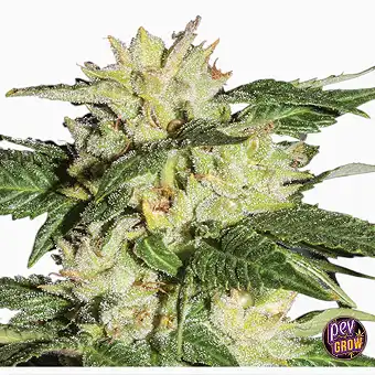 Auto Ice magvak – Nirvana...
