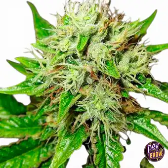 Graines Auto OG Kush –...