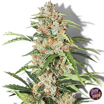 Auto Orange Bud – Nirvana...