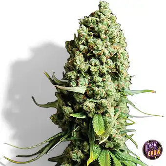 Auto Super Skunk-frön –...
