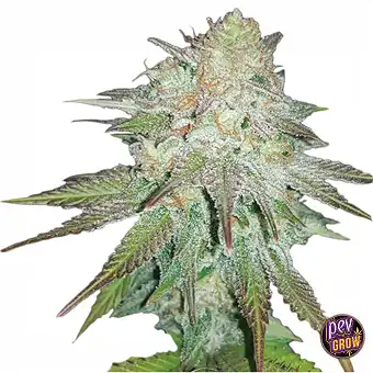 Auto Raspberry Cough –...