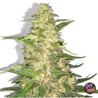 Pre-99 Big Bud feminizált...