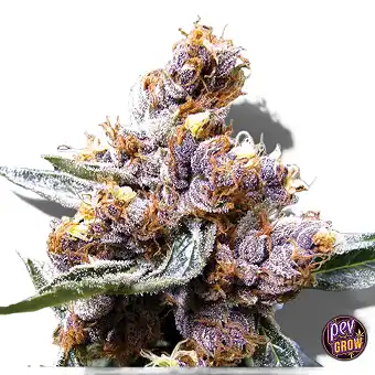 Semillas de Blueberry...