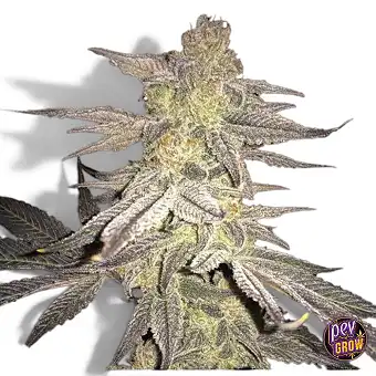 Семена Blueberry Regular –...