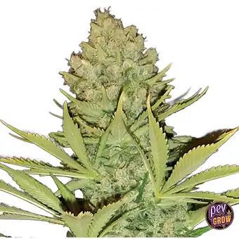 Big Bud Regular Zaden –...