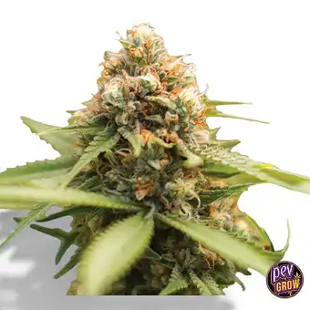 Durban Poison Regular-frön...