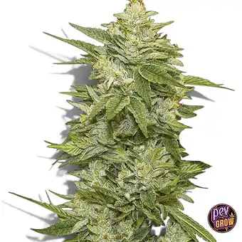 GG-48 Феминизирани Семена –...