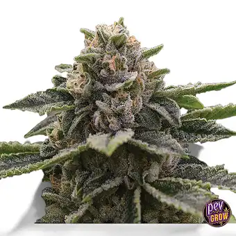 Girl Scout Cookies nőstény...