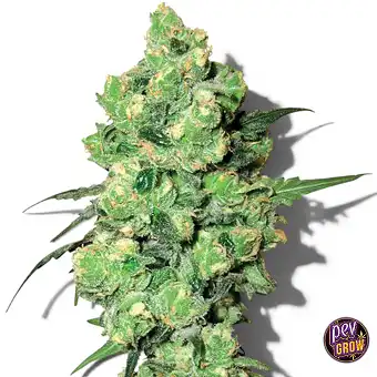 Semillas Skunk 1 Regulares...