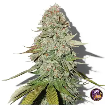 Graines Originales Glue...