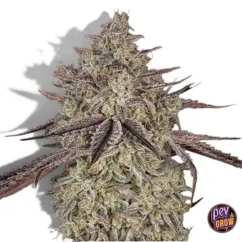 Auto Skywalker-frön – Green...