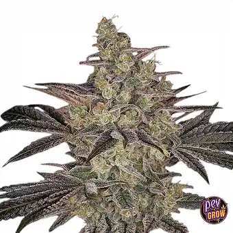 Auto Frosted Guava-frø –...